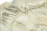 Fossil Oreodont (Merycoidodon) Skeleton - Nearly Complete! #232222-2